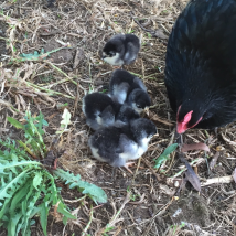 black mama hen with 4 black and yellow fluffy babies