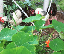 nasturtium plant in front of black and white (light sussex) and dark brown (rhode island red) chickens