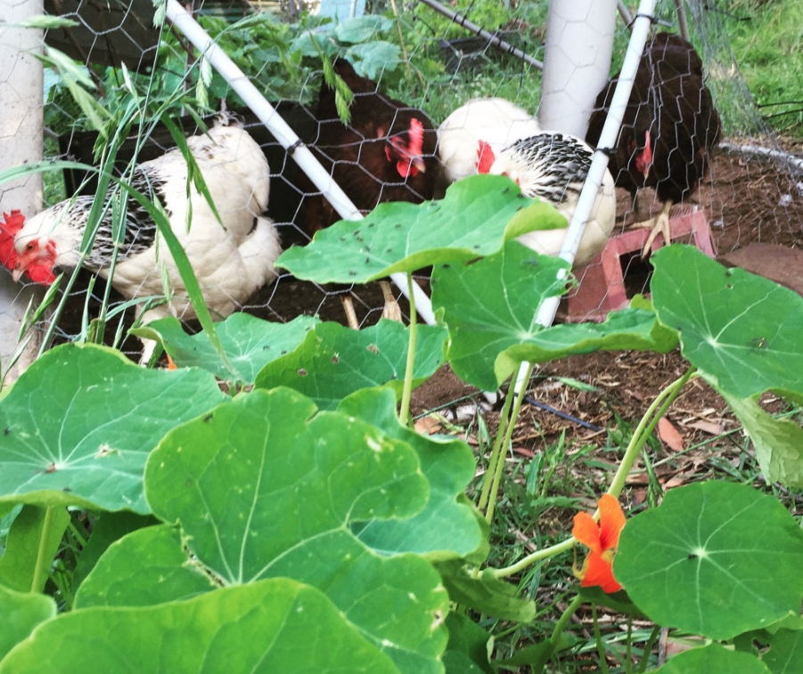 nasturtium plant in front of black and white (light sussex) and dark brown (rhode island red) chickens