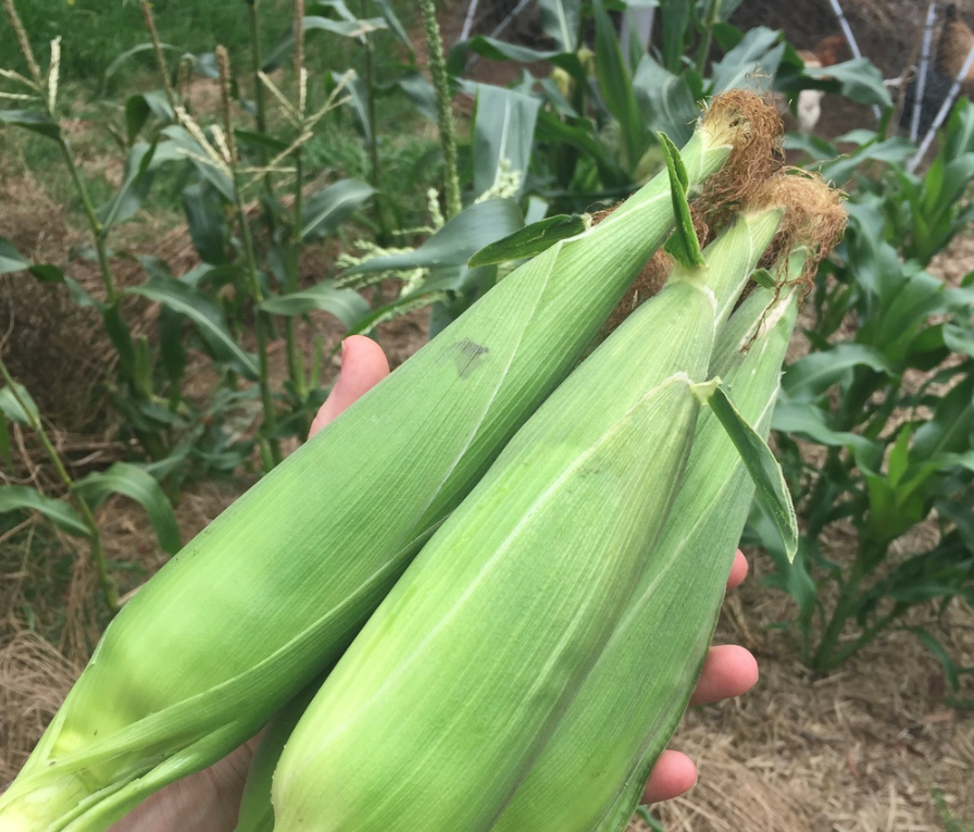 Corn