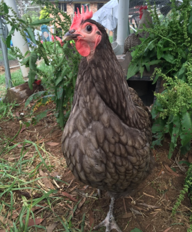 "blue" - looks grey- Australorp hen