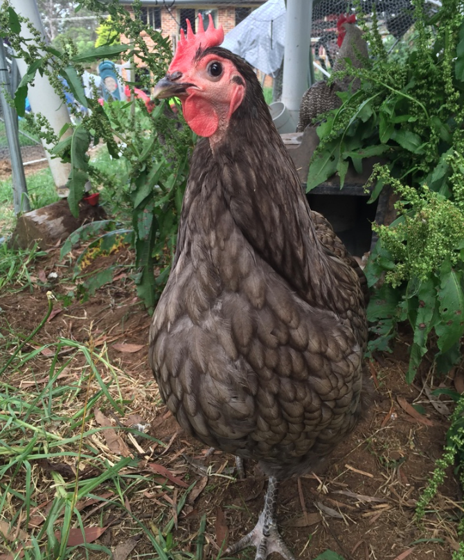 "blue" - looks grey- Australorp hen
