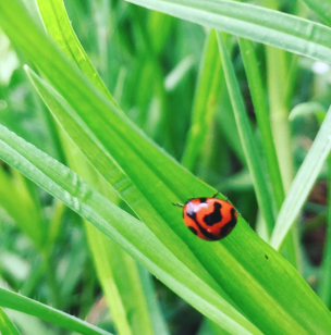ladybug on a blade of grass