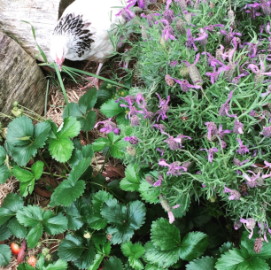 strawberry plants, lavender bush, young white and black (light sussex) chicken