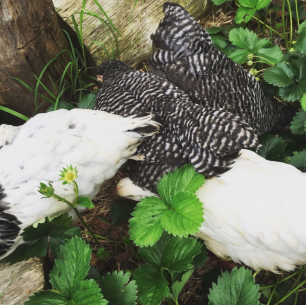 young white and black (light sussex) and striped (plymouth rock) chickens in the strawberry patch