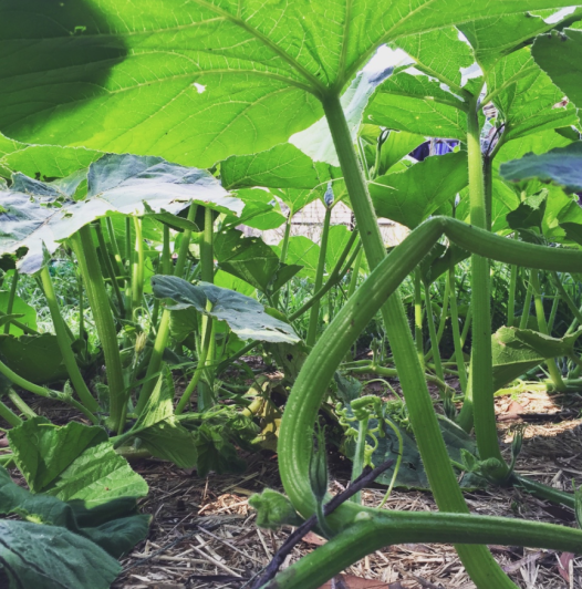 Pumpkin vine