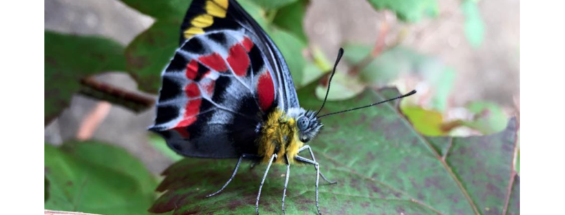 But she had wings
image is a black, white, red and yellow butterfly (Delias harpalyce) sitting on a leaf