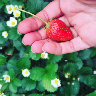 strawberry in my hand above strawberry plants in flower