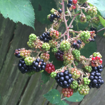 blackberries in various stages of ripening on the vine