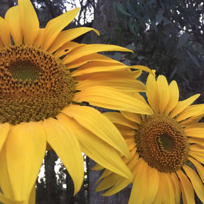 sunflowers