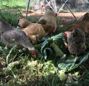 group of hens eating treats