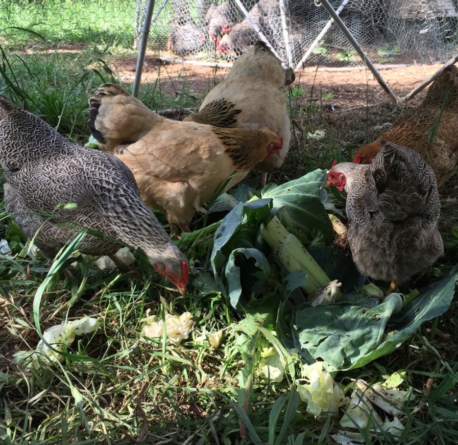 group of hens eating treats